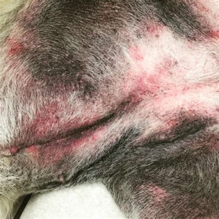 Can puppies have skin allergies