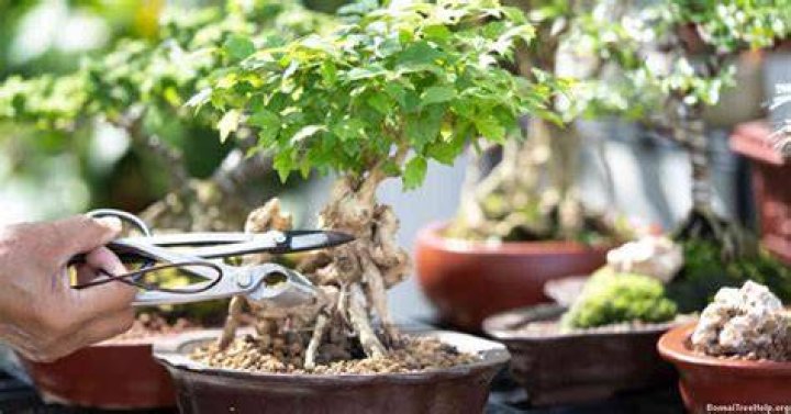 How do you encourage branch growth in bonsai