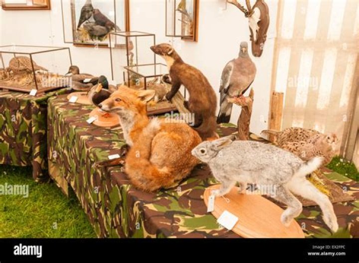 What are taxidermy animals stuffed with