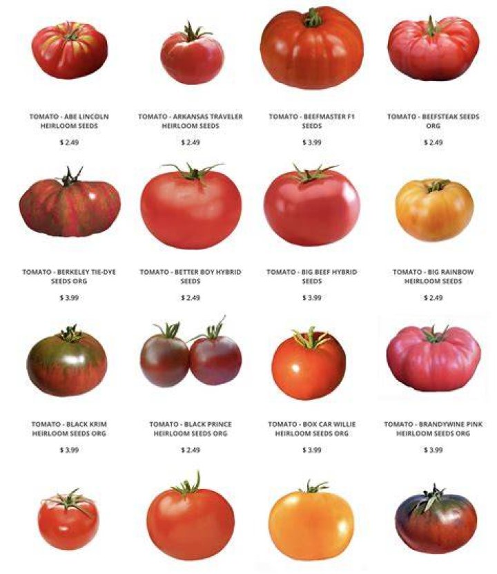 What are the best tomatoes to grow