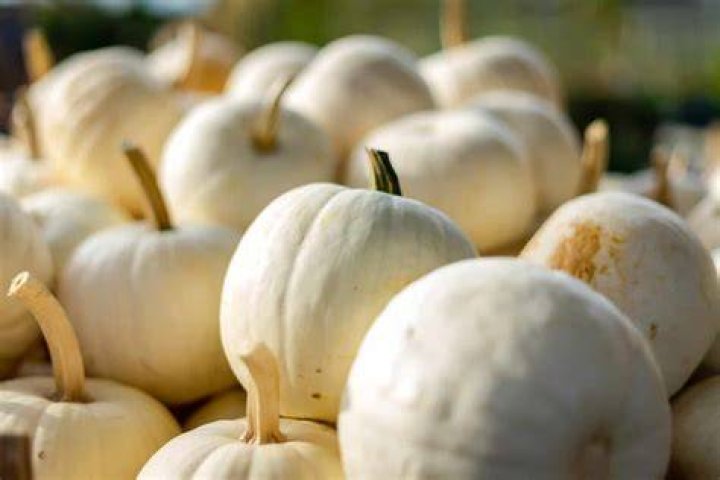 What is the name of white pumpkins