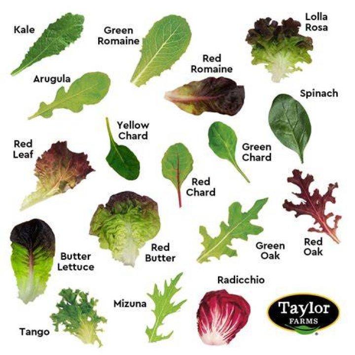 What is the purple lettuce in salads